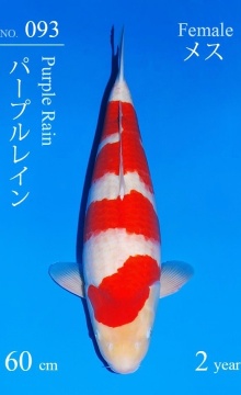 Kohaku Sakai FF 60cm Nisai Female VHQ 