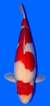 Kohaku Sakai FF 68cm Sansai Female SHQ 