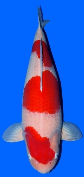 Kohaku Sakai FF 76cm Sansai Female VHQ 