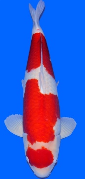 Kohaku Sakai FF 80cm 6J Female VHQ 