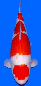 Kohaku Sakai FF 86cm Gosai Female VHQ 