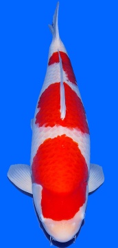 Kohaku Sakai Ltd 80cm Gosai Female VHQ 