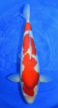 Kohaku Torazo 56cm Nisai Female VHQ 