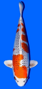 Kujaku Tamaura 52cm Nisai Female HQ 