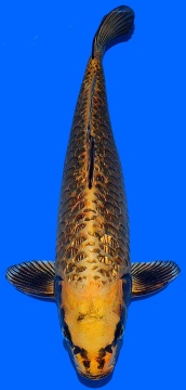 Bigscale Igarashi 45cm Nisai VHQ 