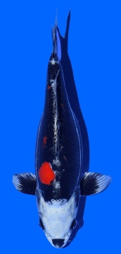 Benikikokuryu Aoki 30cm Nisai Female VHQ 