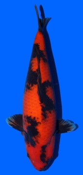 Hi Utsuri Shinoda 54cm Sansai Female VHQ 