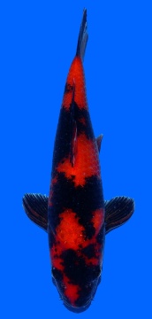 Hi Utsuri Genjiro 24cm Nisai HQ 