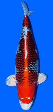 Beni Kujaku Higashi 56cm Nisai Female VHQ 