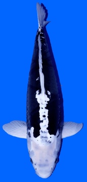 Kumonryu Higashi 71cm Sansai Female VHQ 