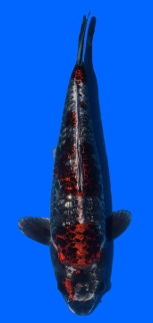 Metalic Doitsu Ochiba Toshinobu Igarashi 43cm Sansai Female VHQ 