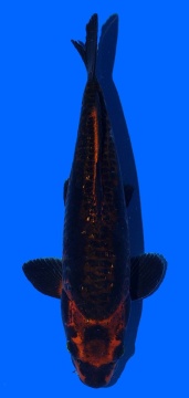 Bigscale Toshinobu Igarashi 38cm 16 Monate HQ 