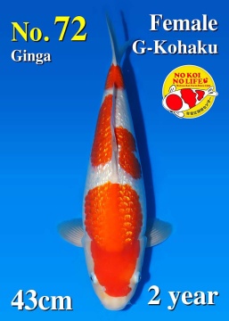 Ginrin Kohaku Matsue 43cm Nisai Female VHQ 