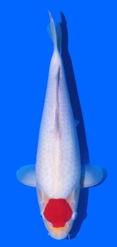 Tancho Kohaku Sakai FF 37cm 16Mon VHQ 