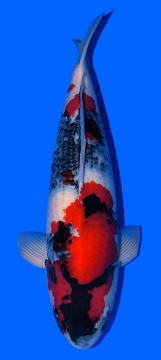 Showa Dainichi Toyota 56cm Sansai Male VHQ - VERKAUFT! 
