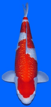 Ginrin Kohaku Teradomari 65cm Yonsai Female VHQ 