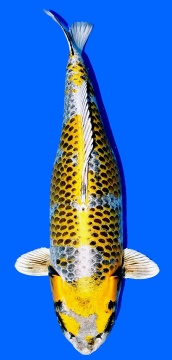 Ki Ginga Ozumi Ikarashi 67cm Gosai Female 67cm SHQ - VERKAUFT! 