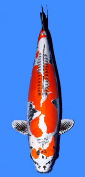Benikikokuryu Marusaka 85cm Gosai Female SHQ 