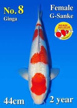 Ginrin Sanke Matsue 44cm Nisai Female HQ 
