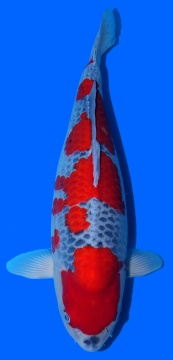 Goshiki Momotaro 62cm Yonsai Female VHQ 
