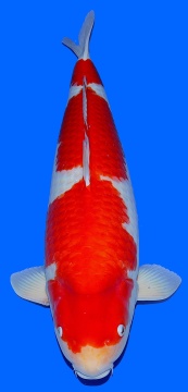 Kohaku Dainichi 78cm 6J Female VHQ 