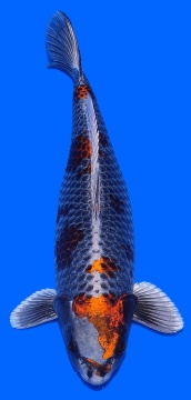 Ginga Ozumi Igarashi 50cm Sansai Female 
