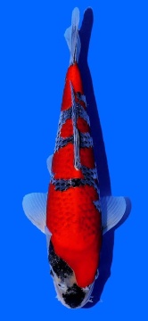 Yondan Goshiki Kawakami 30cm Tosai Female VHQ 