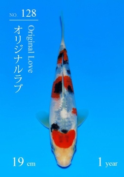 Sanke Sakai Tategoi 19cm 5 Mon VHQ incl Mudpond 2027 