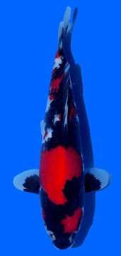 Showa Izumiya 36cm 16 Monate SHQ 