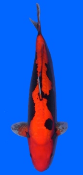 Beni Kumonryu Higashi 47cm Tosai Female VHQ incl Mudpond 