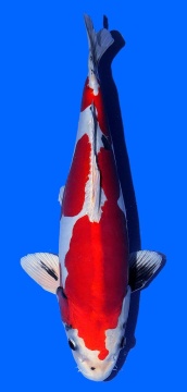 Benikikokuryu Aoki 45cm Nisai Female SHQ 