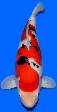 Sanke Dainichi 68cm Sansai Female SHQ 
