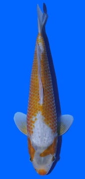 Ki Kanoko Asagi Toshinobu Igarashi 36cm 16 Monate VHQ 