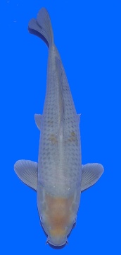 Ochiba Sakai FF 44cm Nisai Male 