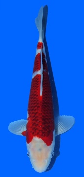 Goromo Izumiya 40cm 16 Monate VHQ 