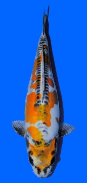 Ki Kikokuryu Takatatsu 52cm Nisai Female VHQ 