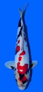 Doitsu Showa Kawakami 37cm 16 Monate VHQ 