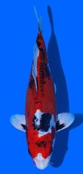 Benikikokuryu Aoki 30cm Nisai Female HQ 