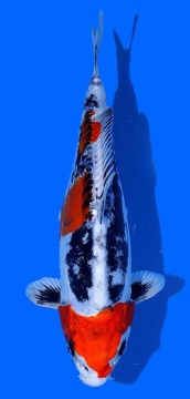 Benikikokuryu Aoki 28cm Nisai Female VHQ 