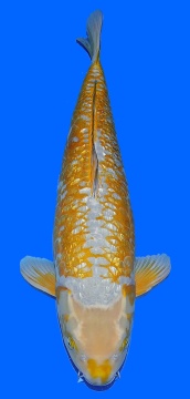 Ginrin Bigscale Oyama 70cm Yonsai Female VHQ 