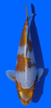 Metalic Ochiba Igarashi 40cm 16 Mon Female VHQ 