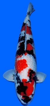 Ginrin Showa Teradomari 70cm Female Yonsai VHQ 