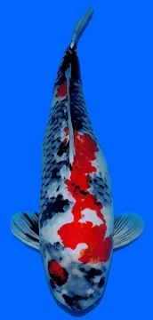 Showa Dainichi 74cm Female 