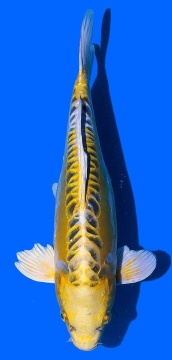 Bigscale Aoki 35cm Nisai Female VHQ 