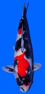 Showa Dainichi 68cm Sansai Female Monroe HQ 
