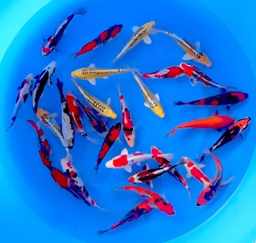 Aoki High Quality Tosai Tateshita ca 22cm ab 249€ Stck 