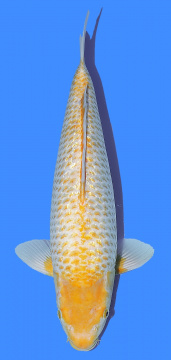 Taniguchi Golden Corn 43cm Nisai Female  
