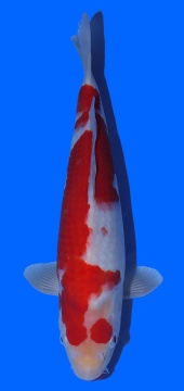 Kohaku Toshinobu Igarashi 37cm 16 Monate VHQ 