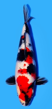 Showa Maruhide 32cm Tosai Female VHQ incl Pond 
