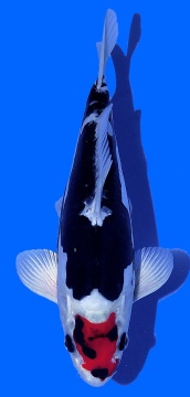 Benikikokuryu Aoki 32cm Nisai Female VHQ 